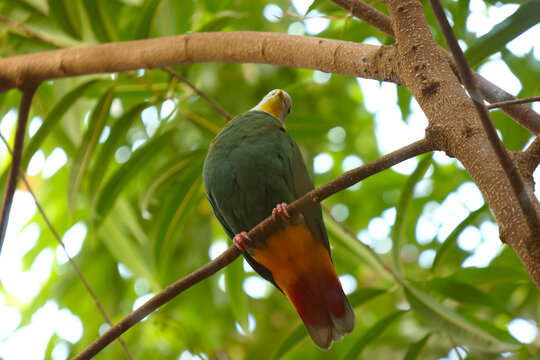 Vibrant Parrot Perched Amidst Lush Greenery in a Tropical Setting