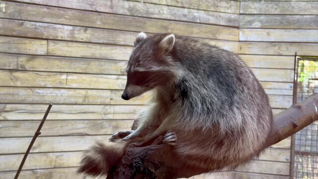 North American raccoon sitting on a tree branch and grooming its tail in a wooden zoo enclosure under a safety net