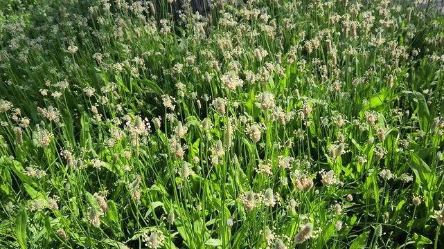 Pantago lanceolata is a hardy perennial herb with narrow rosette leaves and cylindrical flower spikes, commonly found in grasslands and valued for its medicinal and ecological roles.