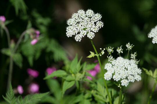 Fleurs de champs