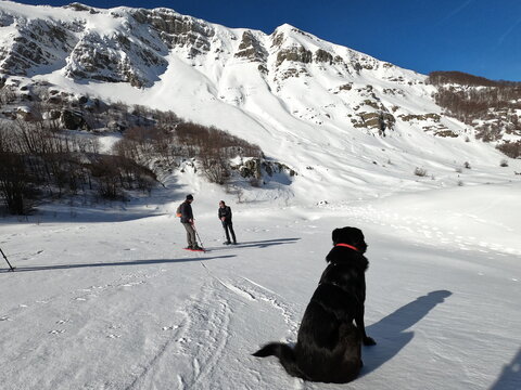 Cane da neve