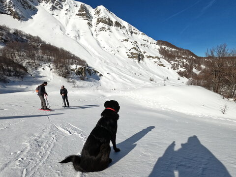 Cane da neve