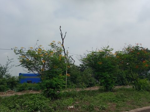 Yellow Flame tree  in roadside in Bangladesh. Peltophorum pterocarpum plant in Dhaka to Chittagong highway roadside.Yellow Poinciana flowers with green nature.