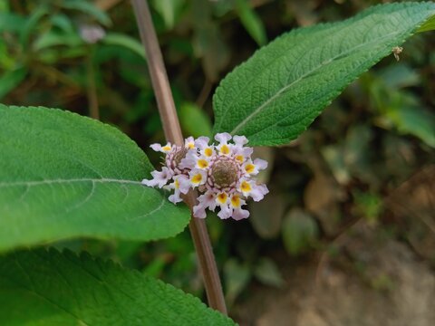 Lippia alba plant flowers in nature. South Asia known as Bushy Lippia, Hierba Negra plant. Lippia alba aromatic leaves are used in cooking in Ethiopia. Also tea made from the leaves, and herbal medici