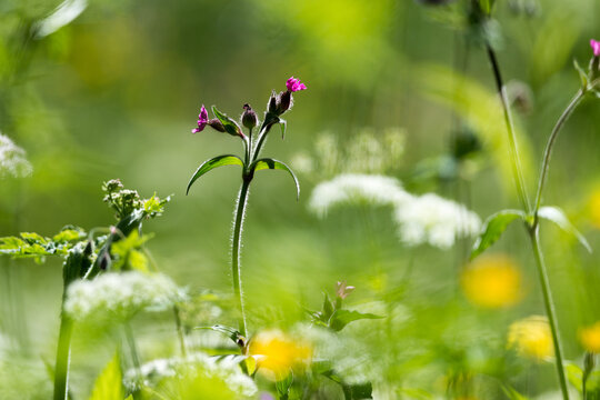 Fleurs de champs, Silene Dio&icirc;que