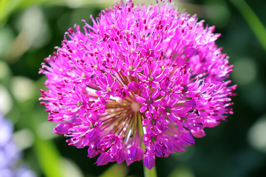 Gros plan sur la fleur de l ail d ornement