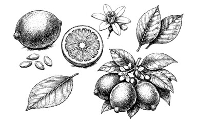 Obraz premium Vintage botanical illustration of lemons with leaves and blossoms on a white background