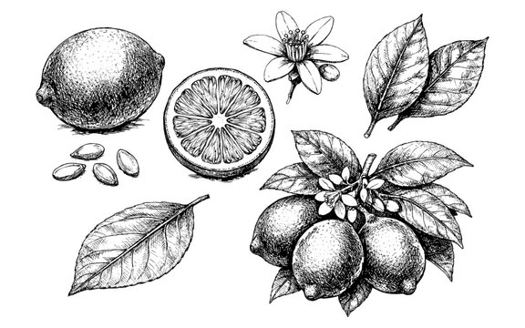 Vintage botanical illustration of lemons with leaves and blossoms on a white background