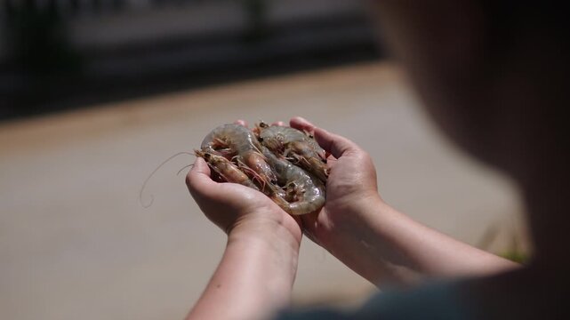 Woman holding fresh large langoustines in hands before cooking. over the shoulder. Freshly caught seafood rich in beneficial microelements under Mediterranean diet in sunlight.