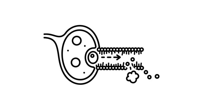 Synapse Neurotransmitter Release: Exocytosis of Vesicles at Neuronal Junction