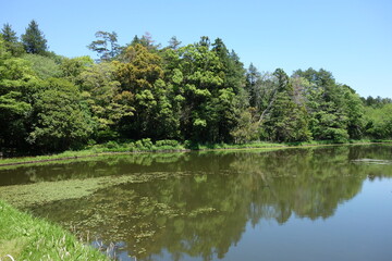 Fototapeta premium 晴れた日の自然公園と池