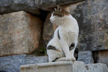 cat on a rock © Gordon
