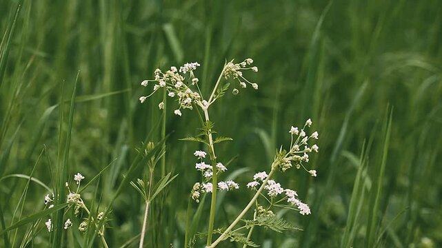 CoClose-up of Cow Parsley (Anthriscus sylvestris), also known as Wild Chervil, blooming in a lush green fieldw Parsley (Anthriscus sylvestris) wildflowers swaying in the wind on a green meadow. High