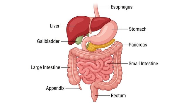 Labeled diagram of human digestive system organs human anatomy esophagus
