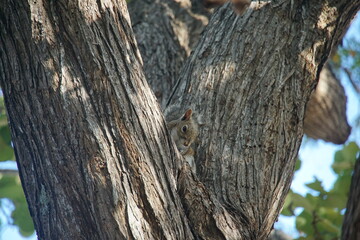 Obraz premium fox squirrel, florida, key largo, march 2026, John Pennekamp Coral Reef State Park, state park, nature, wild animal, squirrel, travelling, north america