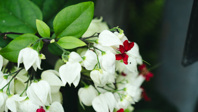 White Bleeding Heart Vine Flower Close Up Red Calyx Detail Botanical