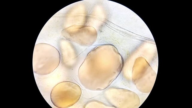 Microscopic footage of dates from Saudi Arabia. Food analysis.