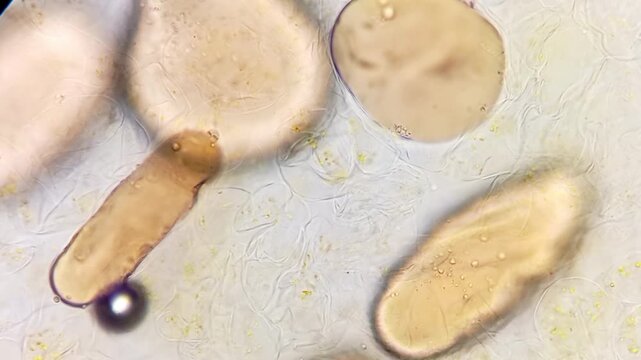 Microscopic footage of dates from Saudi Arabia. Food analysis.