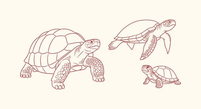 Detailed Vector Line Art Illustrations of Land Tortoise and Marine Sea Turtle Species Collection.