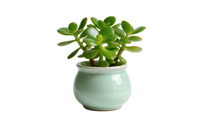Small jade plant in a light green ceramic pot, isolated on transparent background © Aliona