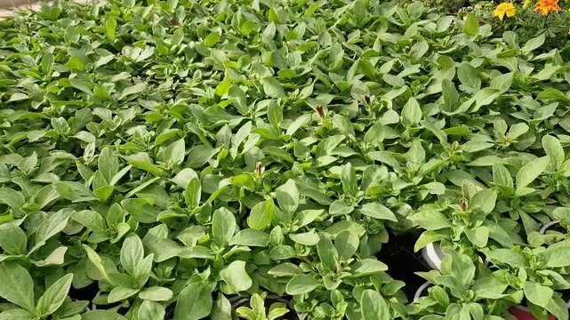 Top view of lush flower seedlings in nursery prepared for sale and garden landscape design. Healthy plant leaves create natural texture symbolizing growth agriculture and professional industrial flori