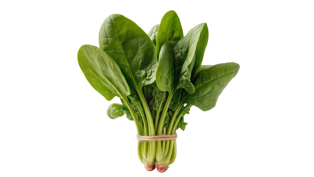 Fresh green spinach bunch tied with twine, isolated on transparent background