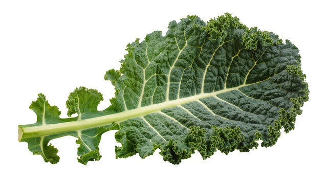 Single green kale leaf with textured surface and ruffled edges, isolated on transparent background