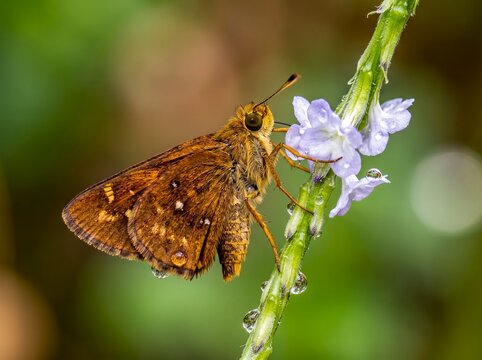 Small Skipper butterfly feeding on a flower, Generative AI