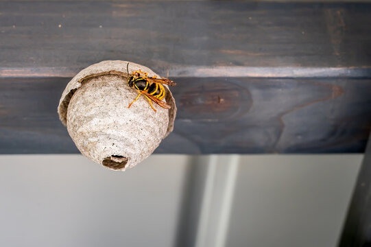 European hornet building paper nest under wooden roof. Close-up of one wasp near nest entrance outdoors.