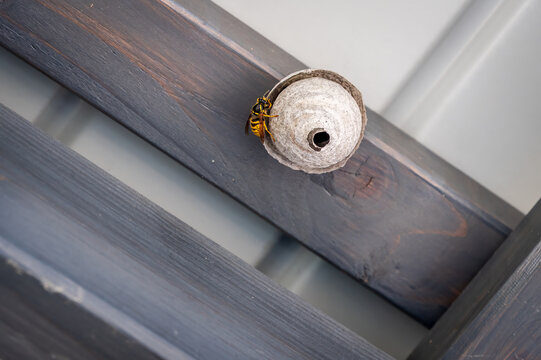 European hornet building paper nest under wooden roof. Close-up of one wasp near nest entrance outdoors.