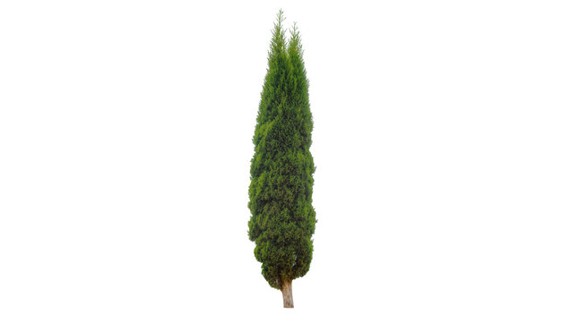 Tall green cypress tree with textured foliage, isolated on transparent background