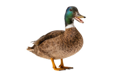 Obraz premium Brown mallard duck with green head open beak, isolated on transparent background
