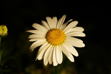 Fototapeta premium Close up of a Beautiful Daisy Flower in Bloom