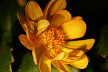 Obraz premium Radiant Dahlia Flower Close Up
