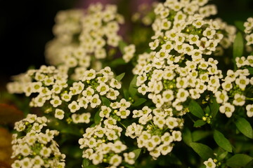 Obraz premium Sweet Alyssum Lobularia maritima Tiny White Flowers