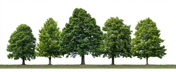 Fototapeta premium Vibrant set of Quercus robur urban trees viewed from the side on a white background