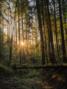 Sunstar Through Forest Trees In Chartreuse At Golden Hour