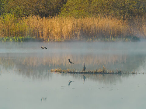 Misty wetland with grey heron and northern lapwings at sunrise