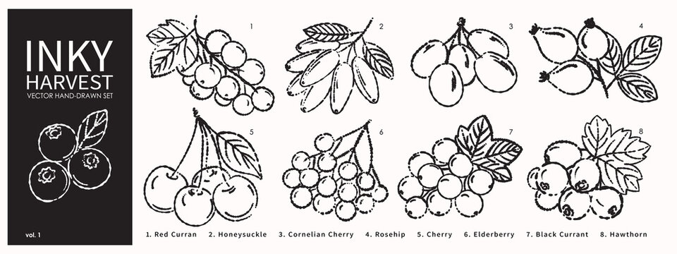 Artisanal inky berry vector set. Hand drawn rustic harvest collection featuring currant, cherry, rosehip and elderberry sketches for organic food packaging and botanical design.