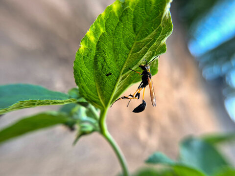 wasps of the genus Sceliphron, This insect is part of the wasp family Sphecidae and is known as the mud-dauber because of its habit of building nests out of mud.