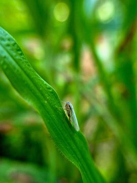 The brown planthopper, a small pest that often attacks agricultural crops, is very similar to the brown planthopper (Nilaparvata lugens).