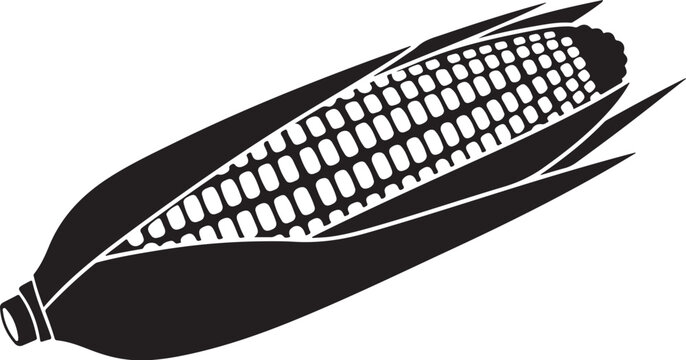 Black and white corn on the cob with husk food