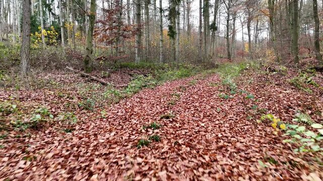 Throught the woods