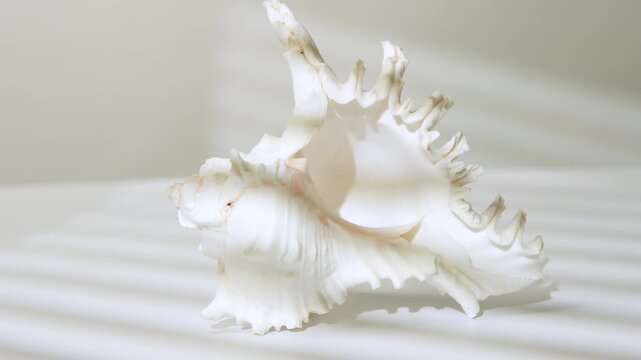 Beautiful seashell on white table with shadow from window blinds