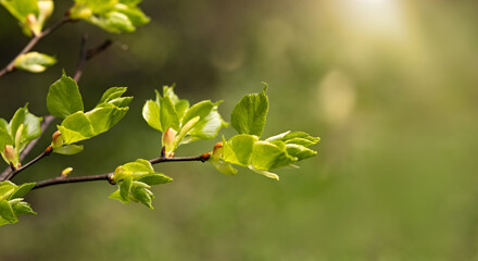 Fototapeta premium Young green leaves grow from a slender branch against a softly blurred natural background, capturing fresh spring growth and warm morning light. banner
