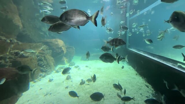 Acquario con numerosi pesci