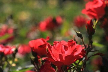 Obraz premium 初夏の薔薇