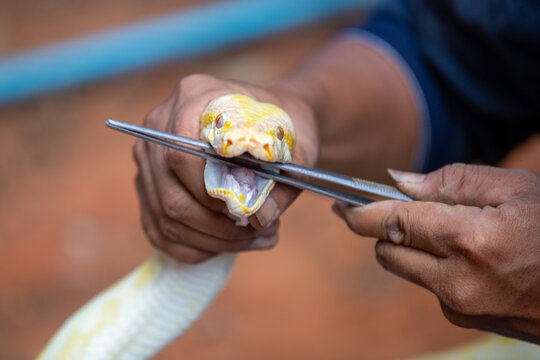 Close up of human hands using metal tongs to open the mouth of a yellow albino burmese python.