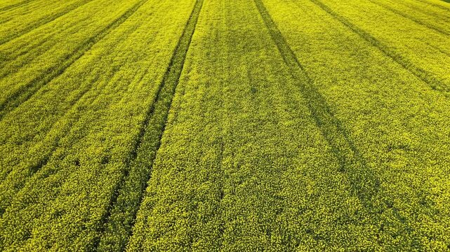 Blooming Canola Field &ndash; Forward Tilt Down Close‑Up Over Peak‑Season Crops