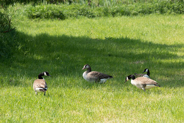 Drei Kanadagänse auf einer Wiese © Thomas